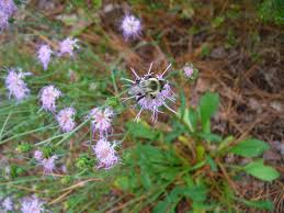 Image result for Carpolobia suaveolens