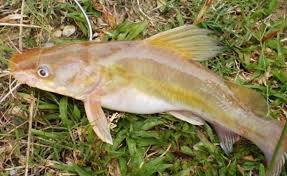Ikan tengadak, tengadak merah (kalimantan.) kepiat, kapiat, kapiek, kepiyek (jambi);; Panduan Lengkap Cara Budidaya Ikan Baung Di Kolam Terpal Agar Hasil Melimpah Bagi Pemula Faunadanflora Com