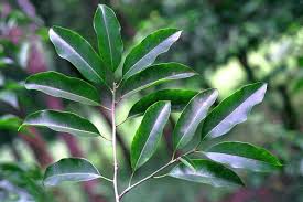 Image result for Mimusops elengi