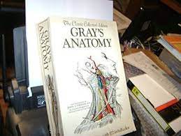 The anatomical basis of clinical practice. Gray S Anatomy By Henry Gray