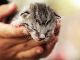 Noticed this morning that one of her nails is red and swollen. How To Treat Fading Kitten Syndrome