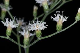 Image result for Vernonanthura polyanthes