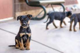 The lifespan of this crossbreed is around 10 to 13 years. Rottie Shepherd German Shepherd Rottweiler Mix Info Pics Facts Doggie Designer
