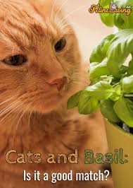 Coriander is well known as cilantro. Can Cats Eat Basil Best Herb For Kitty