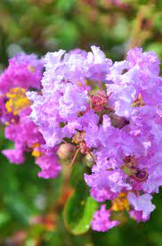 In Greco Roman Antiquity The Common Myrtle Was Held To Be Sacred To Venus And Was Used As An Emblem Of Love Crape Myrtle Myrtle Plants