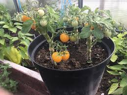 Jun 10, 2020 · reasons for no flowers on nasturtium. Flowers But No Tomatoes Plants And Care Click Grow Ask A Gardener