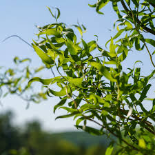 Image result for venturia saliciperda willow tree