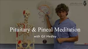 What Is The Pineal Gland'S Function And How To Amplify It – Mindbliss  Meditation