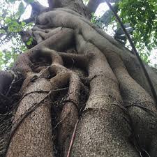 Image result for Albizia adianthifolia