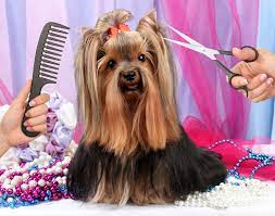 Giving them a chance to be able to take home one of our boxer puppies for sale. 4 Great Tips For Finding The Best Dog Grooming Near Me Love My Puppy Boca Raton
