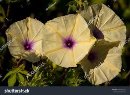 Image result for Ipomoea tuberculata