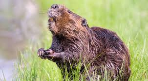 Battiamo i castori con il martello. I Castori In Italia Sono Tornati Per Restare Il Bo Live Unipd