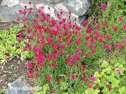 Pin On Flowers And Perennial