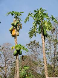 Ada berbagai macam minuman dengan nama usaha untuk minuman yang unik dan variatif. Buah Telapak Tangan Yang Boleh Dimakan Apa Yang Tumbuh Di Pokok Palma