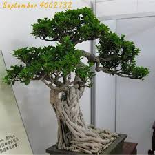 Banyan and pipal (aswatha) are sacred trees; 5 Pcs Peepal Ficus Religiosa Bonsai Family Moraceae Perennial Sacred Fig Bonsai Semi Evergreen Bodhi Tree Widely Cultivated Buy At The Price Of 0 12 In Aliexpress Com Imall Com