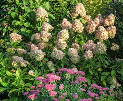 Hydrangea Companion Plants