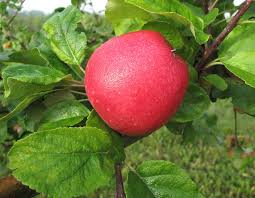 Kumpulan gambar buah apel yang cantik dan menarik untuk di lihat. Buah Apel Merah Pohon Foto Gratis Di Pixabay