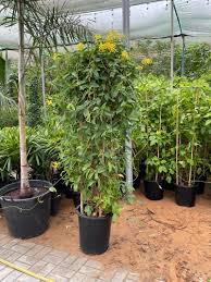 Image result for Tristellateia