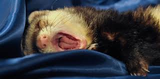 Nationwide pet insurance employees selected the most unusual dog names from the company's database of more than 500,000 insured pets, and narrowed them down by voting for the 50 most unusual names in each category. 400 Names For Ferrets Male Female Pairs Exotic Animal Supplies