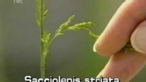 Image result for Sacciolepis africana