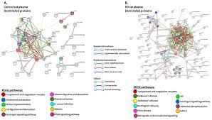 The atlas data sources are available as the dti_rat_atlas project on nitrc. Ijms Free Full Text Protein Deimination Signatures In Plasma And Plasma Evs And Protein Deimination In The Brain Vasculature In A Rat Model Of Pre Motor Parkinson S Disease Html