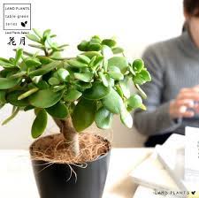 楽天市場 お試し カネノナルキ 花月 カゲツ 黒色 プラスチック鉢 4号 カネノナルキ 金のなる木 カゲツ ベンケイソウ 多肉植物 多肉質 多肉 鉢植え 苗 苗木 観葉植物 カランコエ フチベニベンケイ 縁紅弁慶 成金草 land plants 楽天市場店 カネノナルキ 多肉