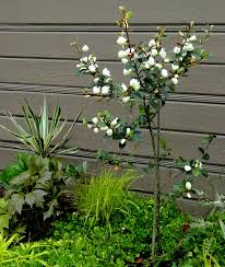 Image result for Mechowia grandiflora