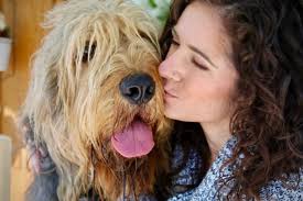 Happy Christmas everyone from Exmoor Happy Hounds! 🧡🎄🐾🤶