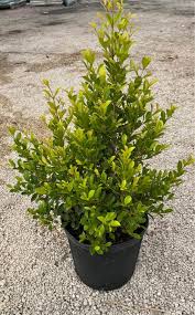 Image result for Eugenia