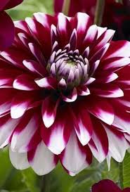 Dahlia Mystery Day Tuber Summer Flowering Bulbs Pansies Flowers Dahlia