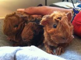 What do rapunzel, ariana grande, and a guinea pig have in common? Pin On Guinea Pigs