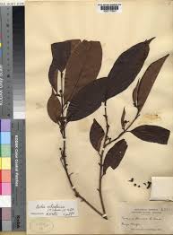 Image result for Campylospermum densiflorum