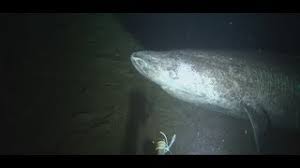 Der grönlandhai, auch eishai genannt, kann bis zu 500 jahre alt werden. Seltene Aufnahme Gronlandhai In Der Kanadischen Arktis Gefilmt Youtube