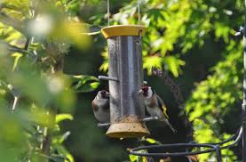 We did not find results for: 5 Best Bird Feeders In 2021 That Actually Attract Birds World Birds