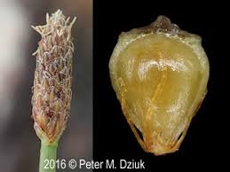 Image result for Eleocharis geniculata