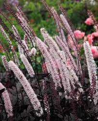 Image result for Ageratinastrum