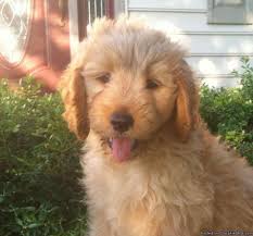 How big are goldendoodle puppies? Standard F1 Goldendoodle Puppies Red Cream Apricot Christmas Puppies For Sale In Cains Pennsylvania Classified Americanlisted Com