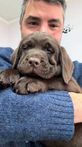 Leonard #tancredileonardjunior #tancredi #leonardfamosotiktoker #t...