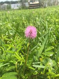 Image result for Mimosa mossambicensis