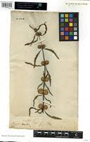 Image result for Hyptis lanceolata