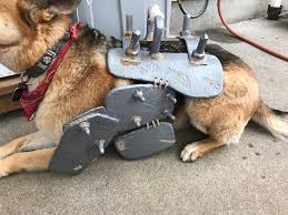 Dogmeat 2 0 Wip Album On Imgur Dog armor for dogmeat , location in fallout 4. dogmeat 2 0 wip album on imgur