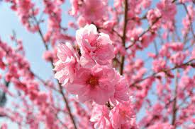 ピンク色の桃の花のクローズアップ 美しい花 花 桃の花
