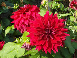 Dahlia Zorro Valley Gardens Harrogate North Yorkshire England Dahlia Flowers Plants