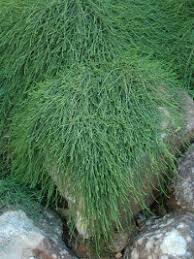 Best flowering ground cover for deep shade. Ground Covers A Wide Range Of Beautiful Flowering Native Groundcovers Page 1