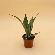 Image result for Sansevieria trifasciata