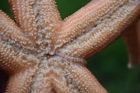 Image result for Acritochaete volkensii