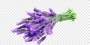 زيت اللافندر الإنجليزي زيت عطري زيت نقي عشبي زيت متفرقات بنفسجي Png
