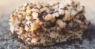 Kill sugar ants in kitchen. How To Identify And Kill Sugar Ants