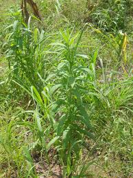 Image result for Vernonia galamensis