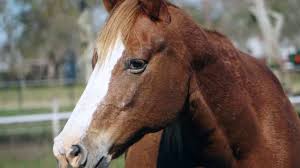 Maybe you would like to learn more about one of these? Home Habitat For Horses